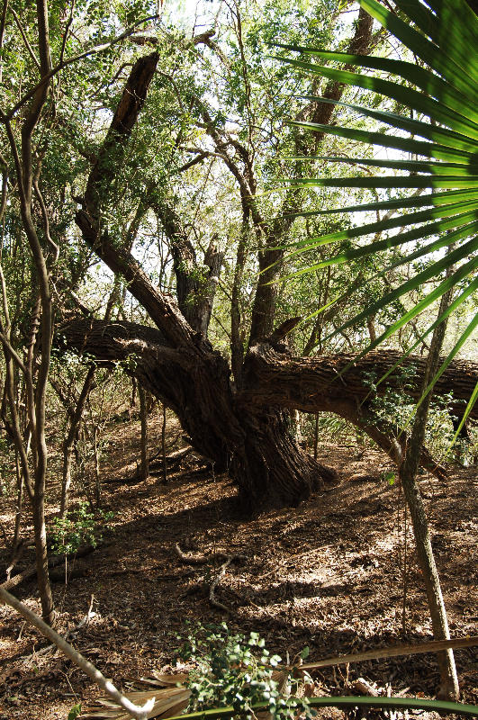 photo of sabal palms