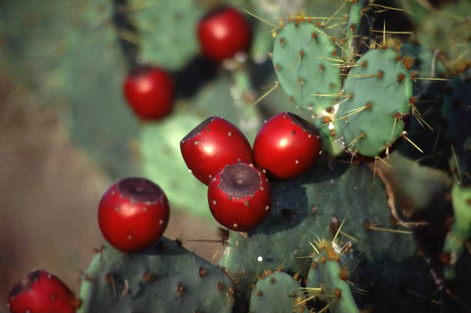 photo of prickly pear cactus with ripe fruits, or tunas.