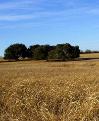 photo of the grasslands of the San Antonio River