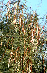 photo of mesquite beans