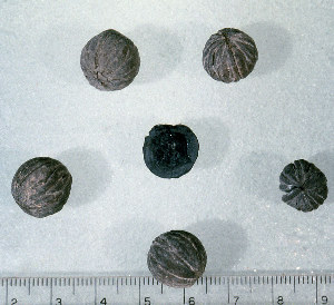 photo of little walnut