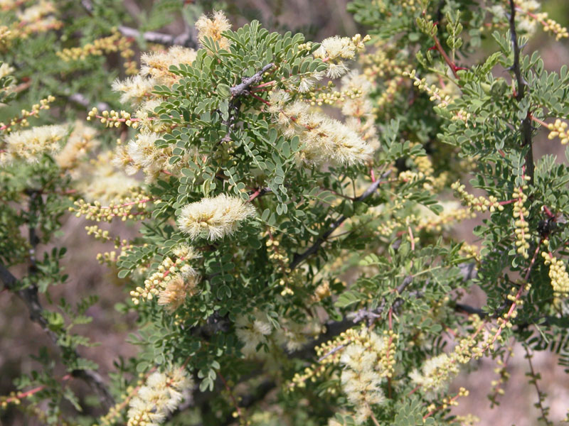 photo of Acacia greggii flowers