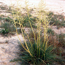 Photo of Beargrass