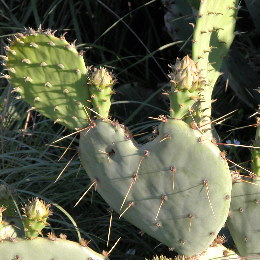 Prickly Pear Cactus