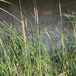 Photo of Cattail