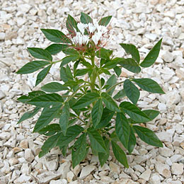 Photo of Clammyweed