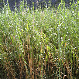Photo of Common Reed