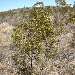 Photo of Creosote