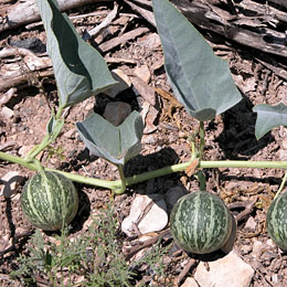 Photo of Buffalo Gourd