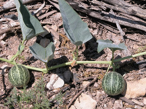 photo of buffalo gourd fruit and leaves