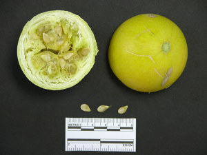 photo of ripened buffalo gourd fruit and seeds