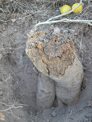 photo of buffalo gourd root
