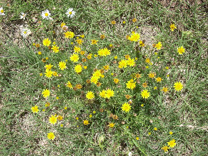 photo of Dyssodia (dogweed) and Aphanostephus (Arkansas lazy daisy)