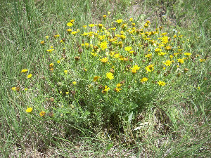 photo of Dyssodia (dogweed)