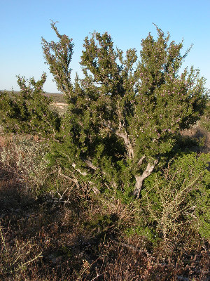 photo of a Guayacn tree