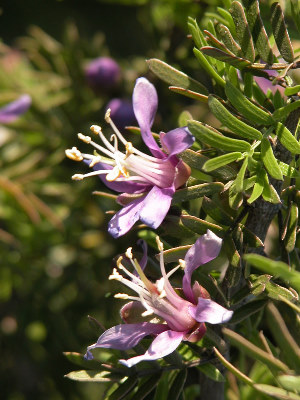 photo of Guayac�n flower