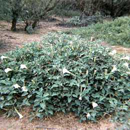 Photo of Jimson Weed