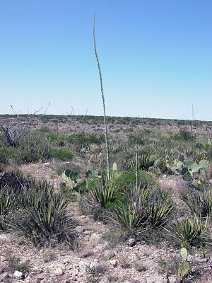 Photo of agave lechuguilla in its natural habitat 