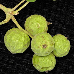 Photo of green walnut