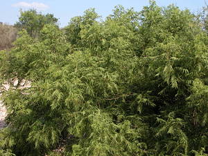 photo of little walnut tree