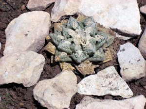 photo of Living Rock