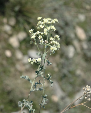 photo of mariola flower