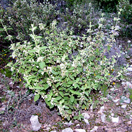 Mexican Oregano