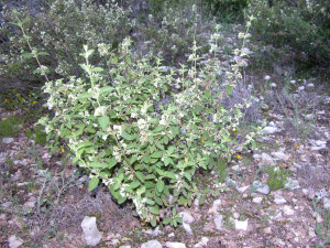 photo of Mexican oregano in bloom