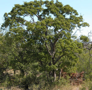 photo of Vasey Shin Oak