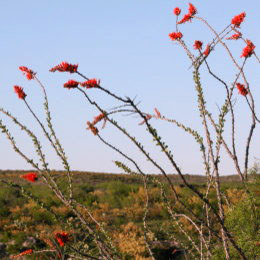 Ocotillo