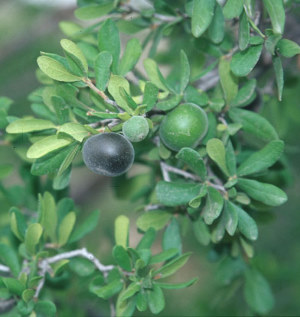 photo of persimmon fruit and leaves