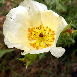 Prickly Poppy