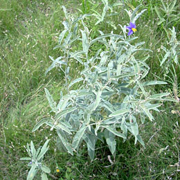 Silverleaf Nightshade