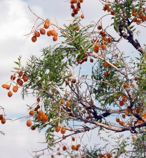 photo of western soapberry fruit