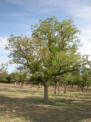photo of western soapberry tree