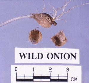 photo of onion