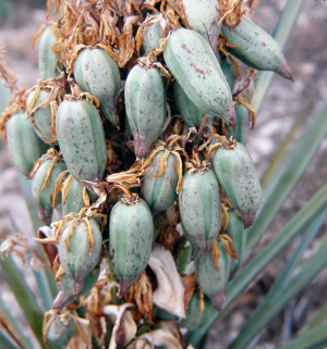 photo of yucca fruit