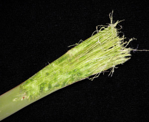 photo of yucca fibers