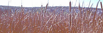 Cattails growing in marshy area below Los Tules, New Mexico. Prior to modern agriculture and reservoir construction, marshes were formerly present along much of the Rio Grande Valley. Many of the largest and most intensively occupied Jornada Mogollon pueblos are located along the river.