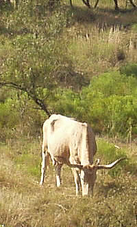 Texas longhorn