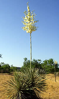 yucca