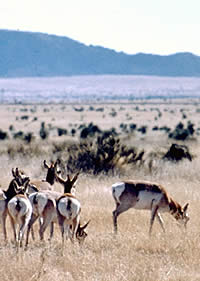 antelope