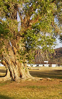 cottonwoods