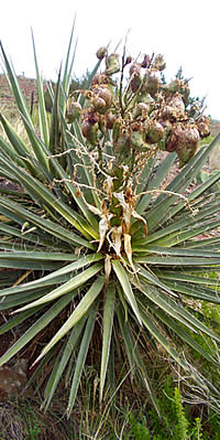 yucca