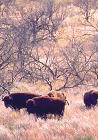 bison