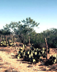 photograph of desert plants