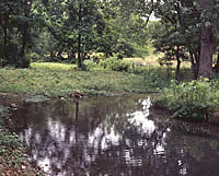 Gault sits near the head of a small creek in a small wooded valley just at the point where three spring-fed brooks come together to form a clear, cool vigorous stream.