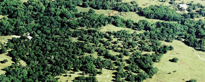 Photograph showing aerial view of the Gault site.