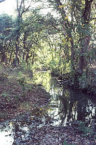 The spring-fed creek that winds through the Gault site has never gone dry in historic times. In fact, the water table is often so high that the lower Clovis deposits cannot be reached without continuous pumping.