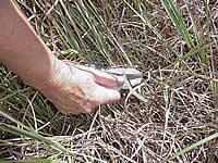 Researcher cuts Little Bluestem grass with experimental blade.